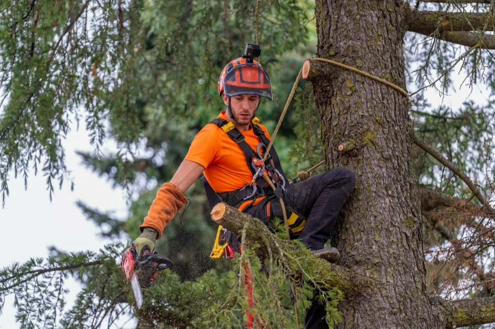 A tree surgeon roped into a conifer, taking a limb off with a chainsaw.